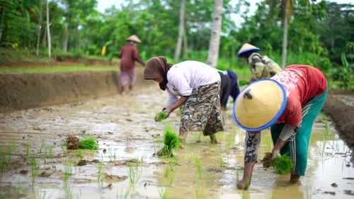 Farmers Planting Rice Seedlings in Rural Field