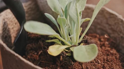 Planting Houseplant in Pot