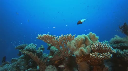Underwater Sea Coral Tropical Reef