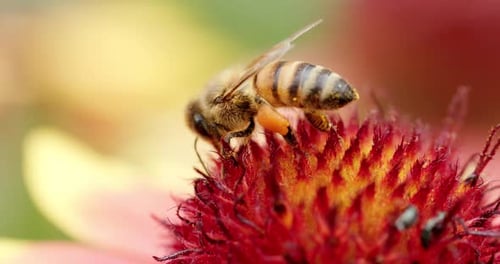 Close Up Honey Bee On Flower In The Garden