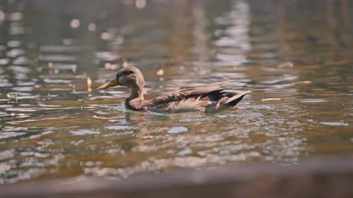 Duck swimming in the pond at sunset