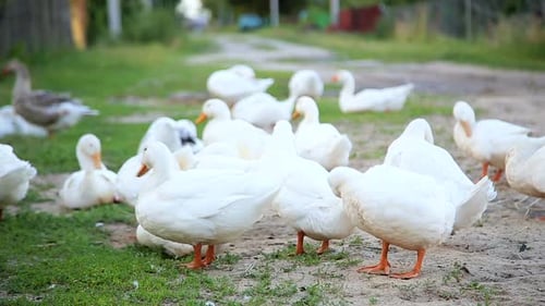 White Farm Ducks By the Countryside Road