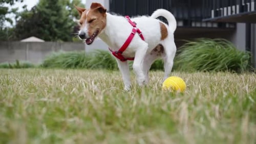 Dog Play with Toy Outdoors