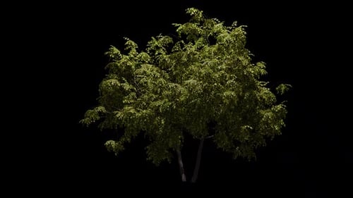 Green tree with alpha channel