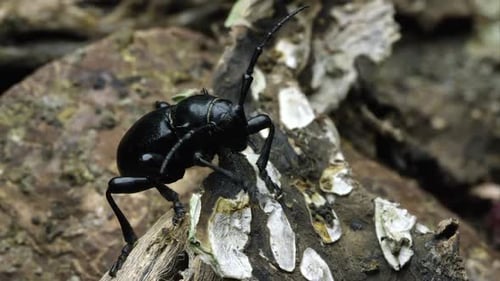 A cactus longhorn beetle crawling over a piece of bark.