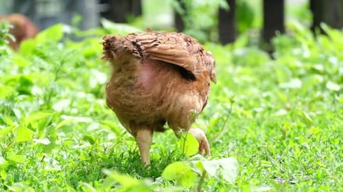 Red Young Chicken Walks in the Yard in the Village