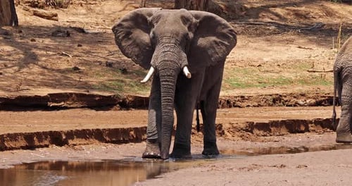 African Elephant, loxodonta africana, Adult drinking at River, Samburu Park in Kenya, Real Time 4K