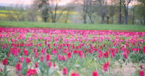 Blooming Tulips on Agriculture Field