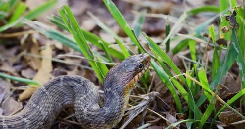 Closeup static video of an adult Plain-Bellied Water Snake. Camera view is from the right side.