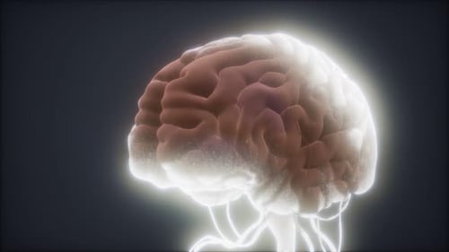 Animated Model of Human Brain