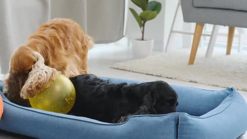 Cocker Spaniel Dogs Playing with Toys