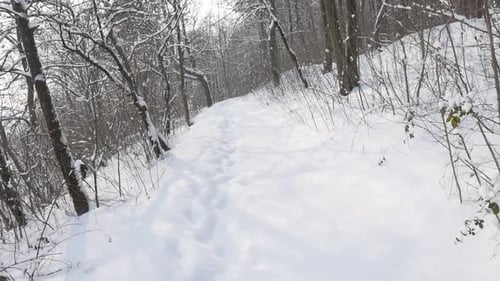 Slow motion walking in the forest 1920X1080 FullHD video - Snowed hills by winter slow-mo 1080p HD