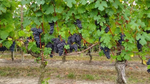 Grape Vines With Ripe Grapes in Vineyard