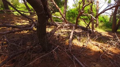 Old and Dried Pine Tree on the Ground