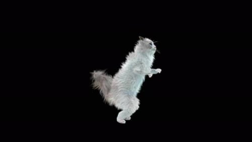 Cat Dancing 4K