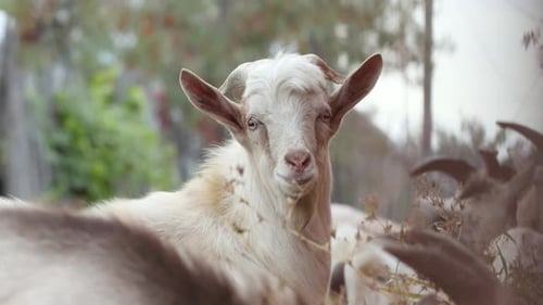 Goats in Nature.