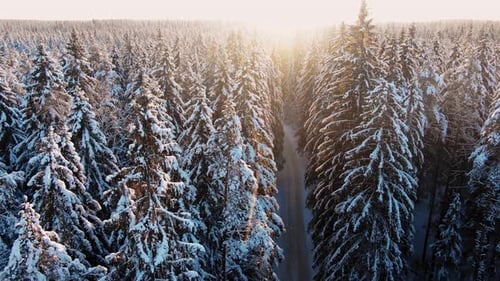 Delightful Flight Over the Tops of Winter Firs Strewn with Snow and Road Towards Departing Sun