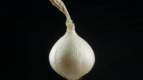 Close Up of White Onion on Black Background