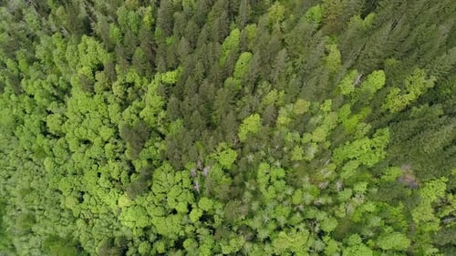 Birds Eye View Aerial Background High Above Vibrant Bright Green Trees Of Forest Canopy
