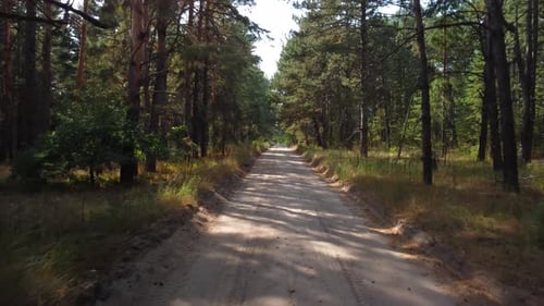 une route dans une forêt de pins