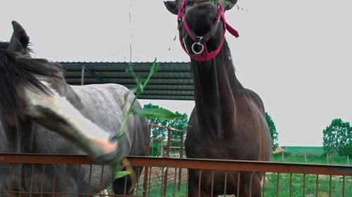 Caballo pastando 4K