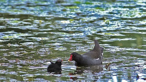Adult Moorhen Feeds Chick in Pond
