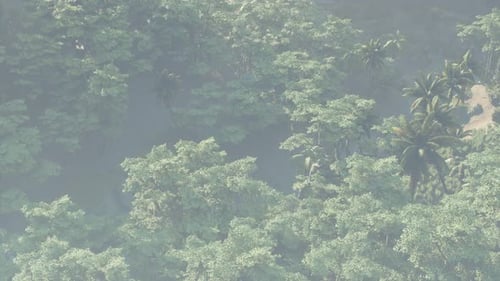 Fog Covered Jungle Rainforest Landscape