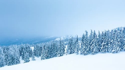Aerial View of Snow Covered Trees in Winter