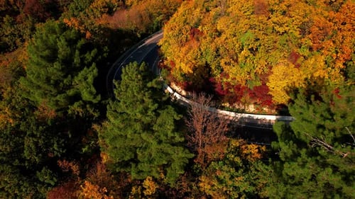 Aerial Flight Over the Road Between Autumn Trees
