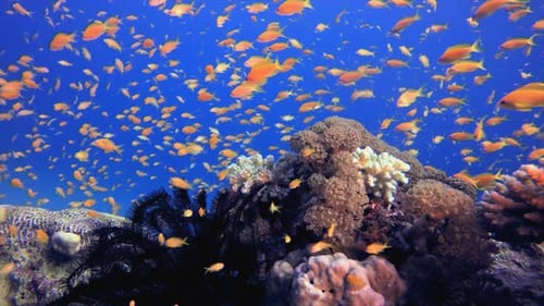 Underwater Sea Coral Reef