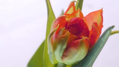 Closeup Timelapse Growing Big Bud Red Flower and Green Petals Growing One Plant