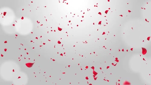 Sakura-Blütenblätter fallen herunter. Romantische rosa-rote Blumen fallender Regen.