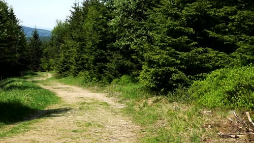 A Tortuous Path in a Forest