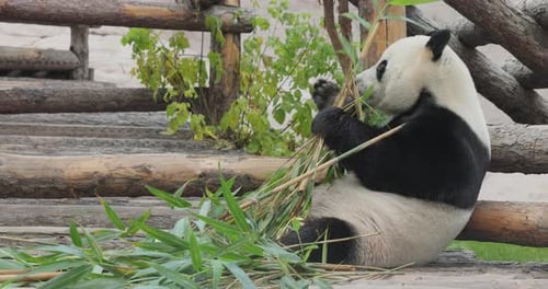 Giant Panda Ailuropoda Melanoleuca Also Known As the Panda Bear or Simply the Panda