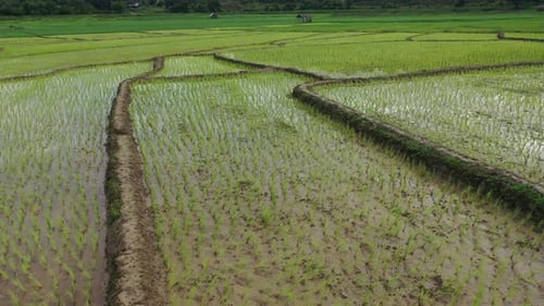 Aerial drone view of agriculture in rice fields for cultivation