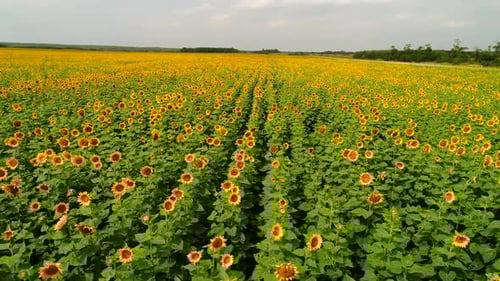 Blooming Yellow Sunflowers in the Field