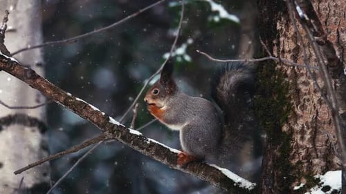 Adorable Hungry Squirrel Eating Nuts Sitting on Tree Branch Under Snowfall in Forest, Cute Wild