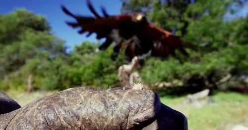 Falkenadler thront auf Männerhand