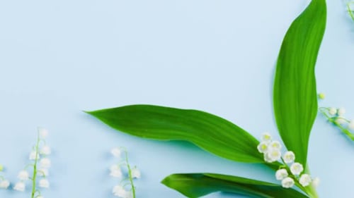 Small White Fragrant Lily of the Valley Flower with Green Leaves Lies