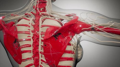 3D Human Torso Anatomy with Nerves and Skeleton