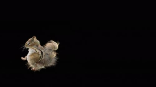 Eichhörnchen Tanzen 4K