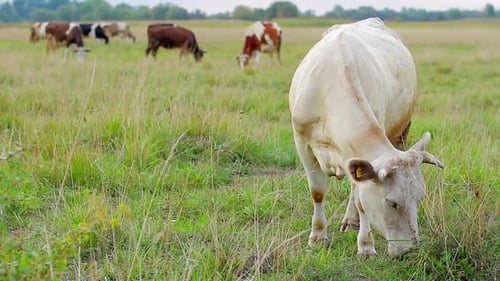 Cows Grazing in Green Meadow on Cloudy Day
