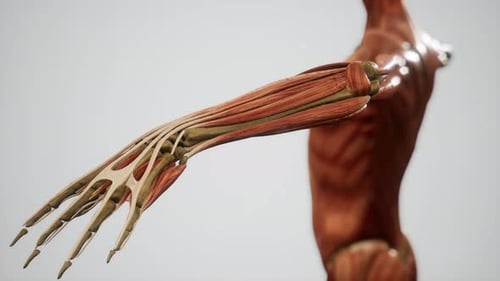 Animation du système musculaire du corps humain
