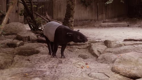 Nature Wild Life Animal Cute Malayan Tapir Walking Around