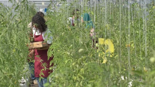 Workers Harvesting Tomatoes in a Bright Greenhouse
