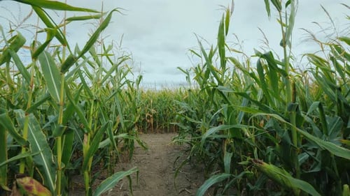 Walk Down the Corridor in High Corn