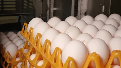 Machine stacks eggs in orange trays on conveyor belt