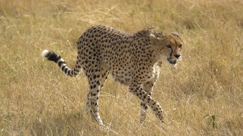 Cheetah walking in Maasai Mara National Reserve