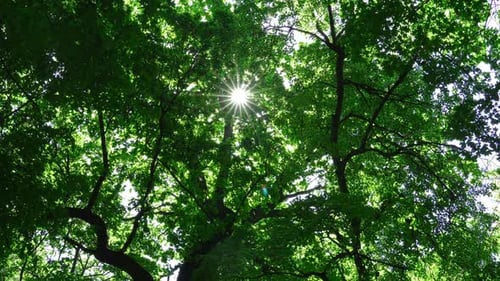 Sun Rays among the Oak Branches in Springtime 7