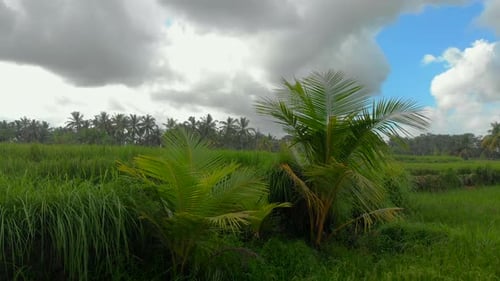 Beautiful Aerial Shot of a Green Rice Field Surrounded with Palm Trees